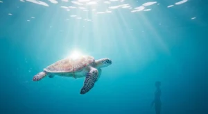 spiritual-meaning-of-dreaming-about-turtle-in-dream